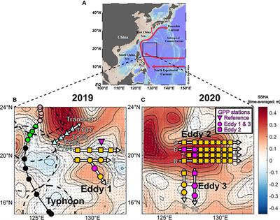 Insignificant effects of eddies and typhoons on the biogeochemistry of the tropical northwest Pacific Ocean